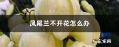 凤尾兰不开花怎么办,凤尾兰开花的寓意？