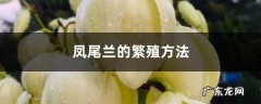 凤尾兰的繁殖方法,剑麻的繁殖方法？