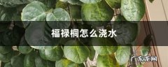 福禄桐怎么浇水,福禄桐叶子打蔫是怎么回事？