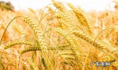 2022年会出现粮食危机吗,易经高人预测2022？
