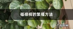 福禄桐的繁殖方法,福禄桐能用分株法吗？