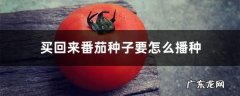 买回来番茄种子要怎么播种,番茄种子大全？