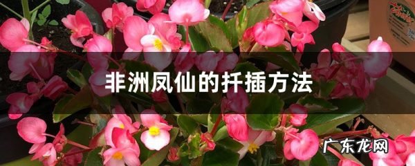 非洲凤仙的扦插方法,新几内亚凤仙怎么扦插?