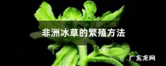非洲冰草的繁殖方法,非洲冰草功效与禁忌？