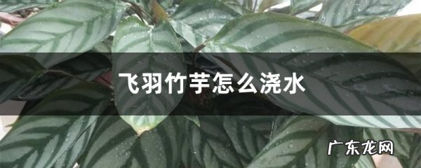 飞羽竹芋怎么浇水,竹芋为什么叶子尖发黄干尖?