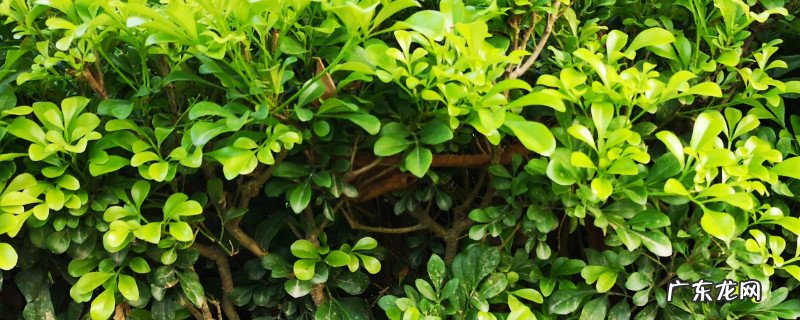 米兰大量掉叶子怎么办 米兰掉叶子怎样才能恢复枝繁叶茂