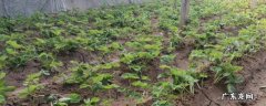 草莓灌根视频教程 草莓灌根的正确方法