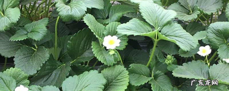 草莓喜阴还是喜阳光 草莓喜欢阳光还是阴凉