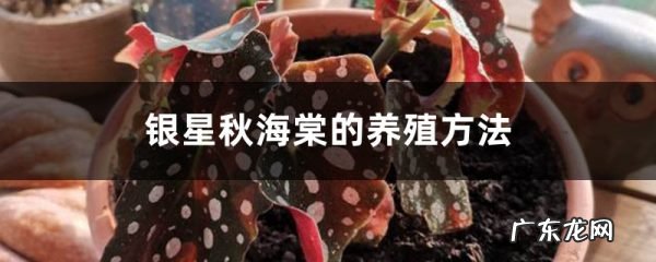 银星秋海棠的养殖方法,什么时候开花,银星秋海棠怎么不开花?
