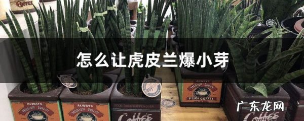 怎么让虎皮兰爆小芽，小芽怎么分盆,虎皮兰小苗移栽？