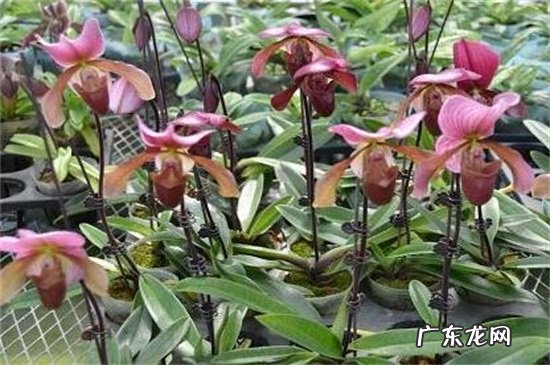 兜兰的栽培与管理 兜兰的病害防治方法