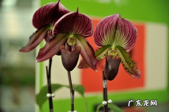 兜兰怎么养护 兜兰怎么养