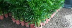 袖珍椰子耐阴吗 袖珍椰子喜阴还是喜阳