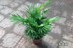 袖珍椰子冬季的养殖方法和注意事项 袖珍椰子秋天怎么养