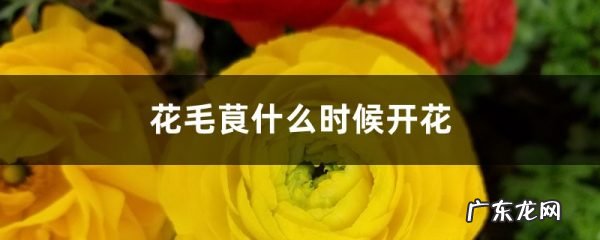 花毛茛什么时候开花,花毛茛一年开几次花？