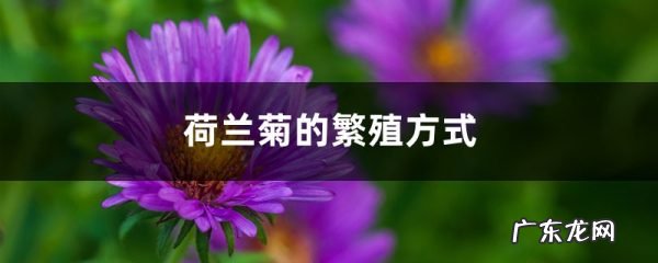 荷兰菊的繁殖方式,荷兰菊的繁殖方法和注意事项？