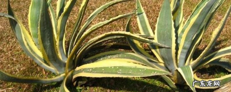 龙舌兰扦插方法 金边龙舌兰怎么扦插