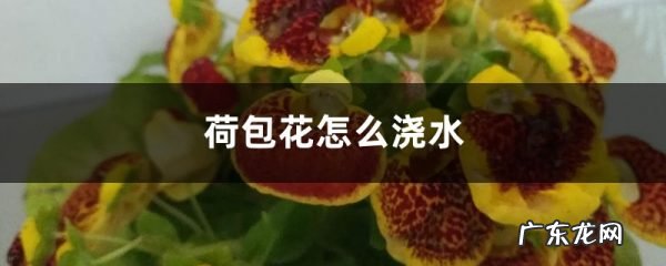 荷包花怎么浇水,荷包花的花语是什么?