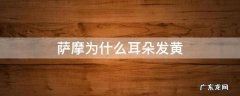 萨摩为什么耳朵发黄
