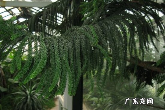 南洋杉盆景放在屋里好吗 南洋杉的盆景制作方法