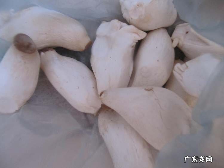 香煎杏鲍菇图片 美味香煎杏鲍菇的做法推荐