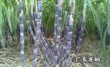 甘蔗不小心吞了怎么办,吃甘蔗吐到我?