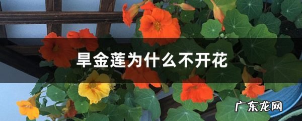 旱金莲为什么不开花,旱金莲如何爆盆?