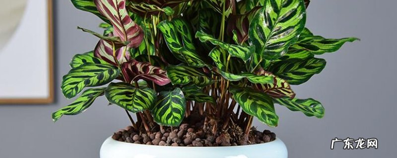 竹芋有毒吗能室内养吗 竹芋有毒吗,适合在卧室养吗