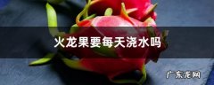 火龙果要每天浇水吗，扦插多久浇水,火龙果扦插分正反吗？