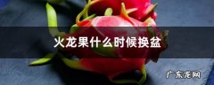 火龙果什么时候换盆，换盆注意事项,花卉换盆的五个步骤？