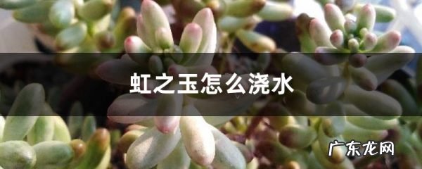 虹之玉怎么浇水,星王子和钱串的区别?