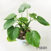 海芋怎么养 养护娄氏海芋要注意什么