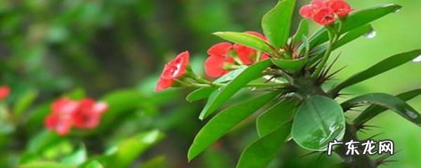 虎刺梅施肥方法,刺梅施肥需施什么肥料?