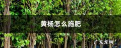 黄杨怎么施肥,黄杨施肥几月份最好？