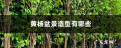 黄杨盆景造型有哪些,金奖黄杨造型盆景图片？