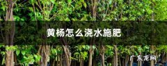 黄杨怎么浇水施肥,黄杨养护？