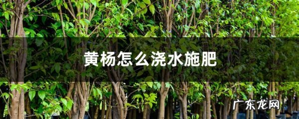 黄杨怎么浇水施肥,黄杨养护?