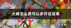 火棘怎么养可以多开花结果,火棘叶子果子都蔫了？