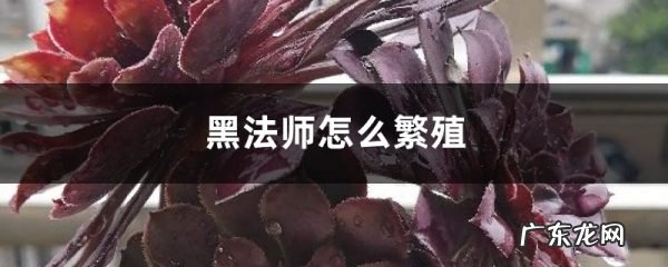 黑法师怎么繁殖,黑法师的扦插方法如下?