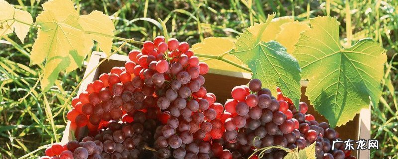 葡萄怎样剪枝图解 葡萄怎样剪枝