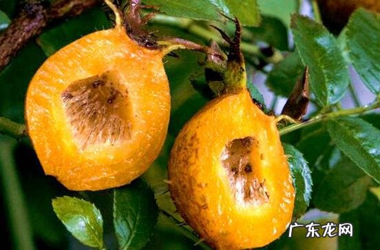 刺梨子怎么吃功效最好 刺梨子怎么吃