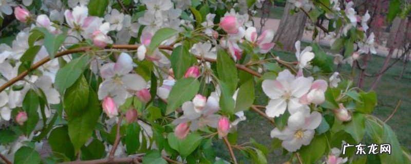 垂茉莉怎么养才会开花 垂枝茉莉小苗当年能开花吗