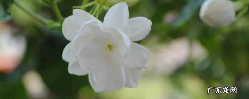 新买的茉莉花怎么养才长得好 新买的茉莉花怎么养