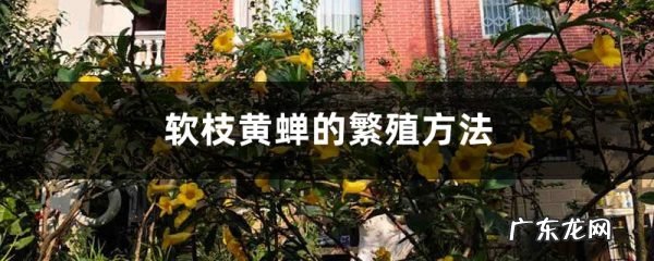 软枝黄蝉的繁殖方法,黄蝉和软枝黄蝉的区别？
