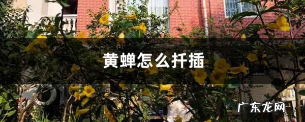 黄蝉怎么扦插,黄蝉花什么时候修剪?