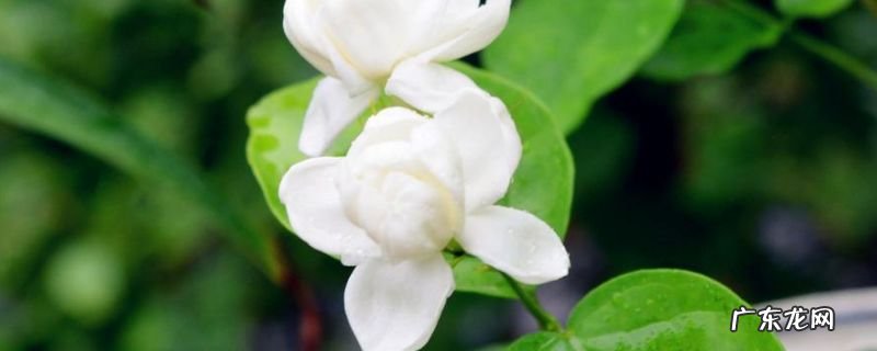 茉莉能杀菌吗 茉莉和玫瑰哪个能杀菌