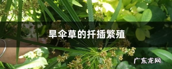 旱伞草的扦插繁殖,扦插生根最快方法?