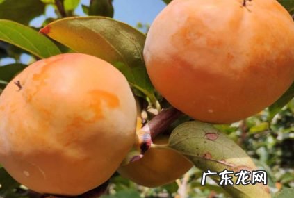 硬柿子怎么弄又甜又脆,脆柿买回来硬的直接可以吃吗?