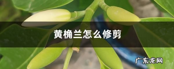 黄桷兰怎么修剪,黄桷兰什么时候修剪?