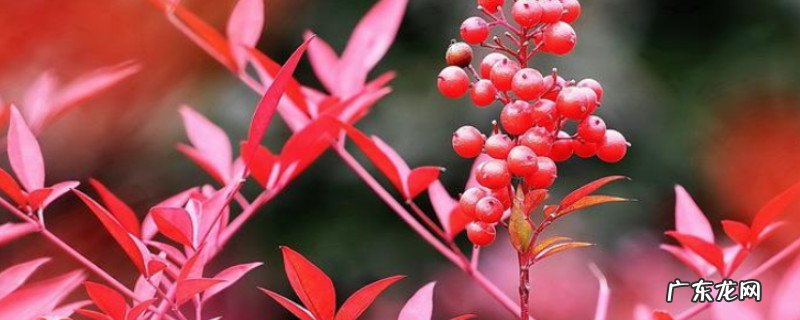 南天竹剪枝插水中能活吗 南天竹插水里能养多久